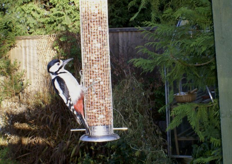 randomGreater Spotted Woodpecker
