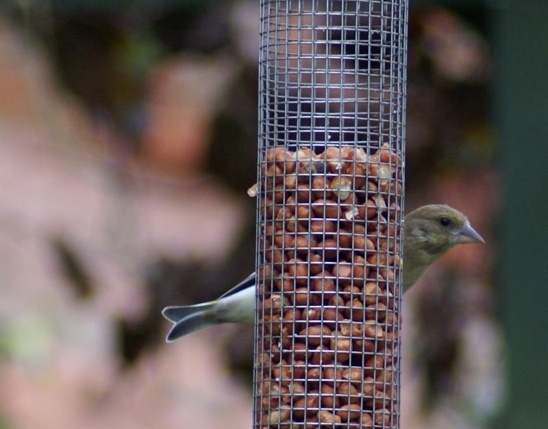 randomGreenfinch