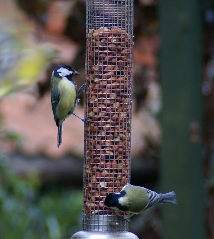 randomGreat Tit