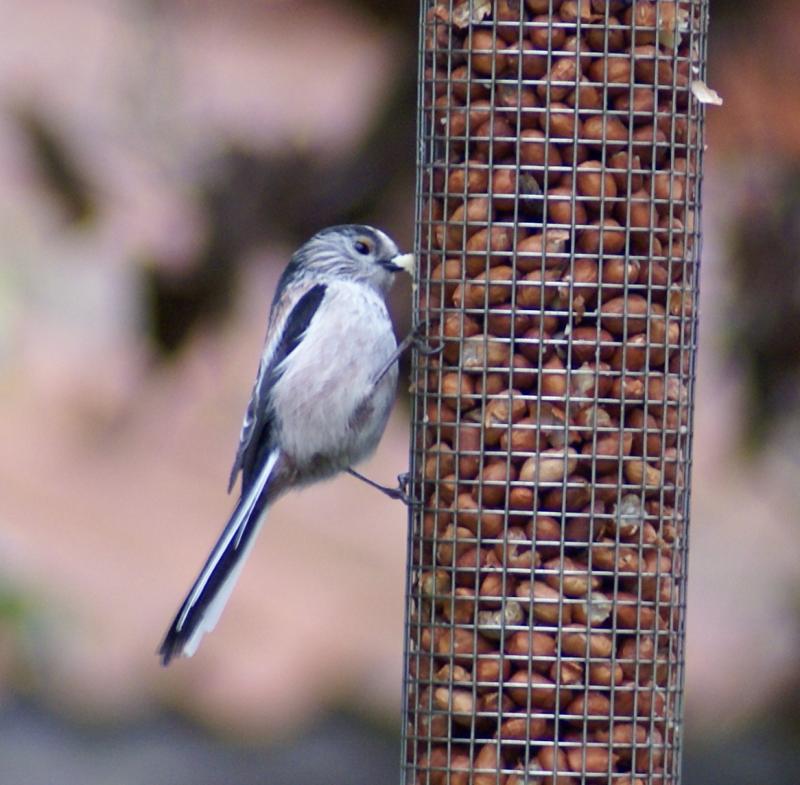 randomLong-Tailed Tit