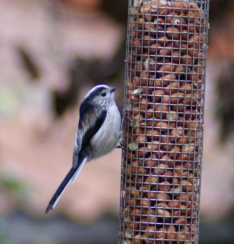 randomLong-Tailed Tit