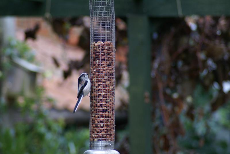 randomLong-Tailed Tit