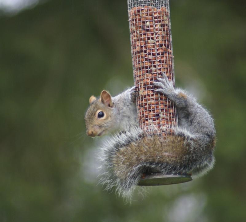 randomGray Squirrel