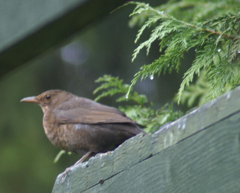 randomSong Thrush