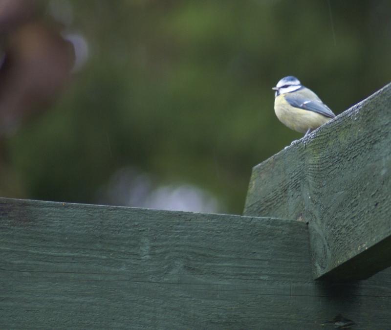 randomBlue Tit