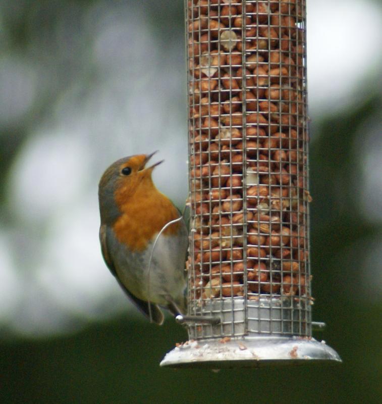 randomEuropean Robin