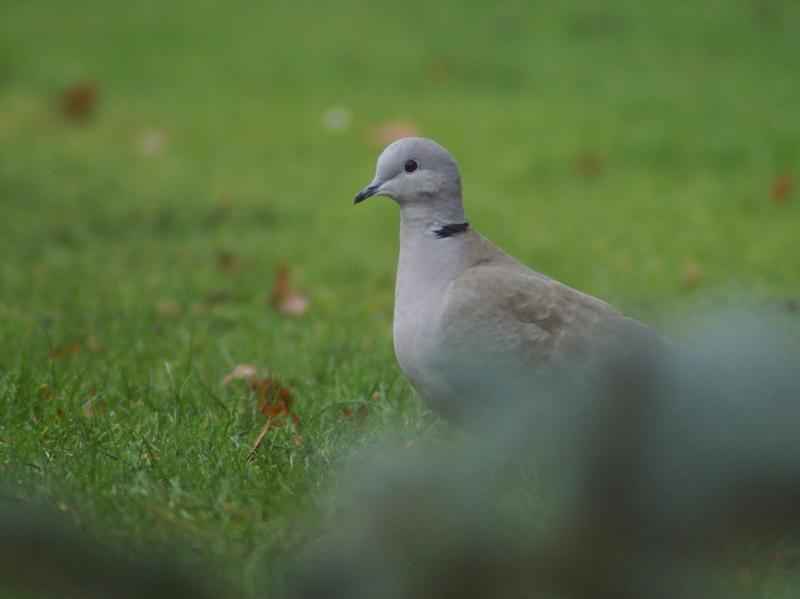 randomEurasian Collared Dove
