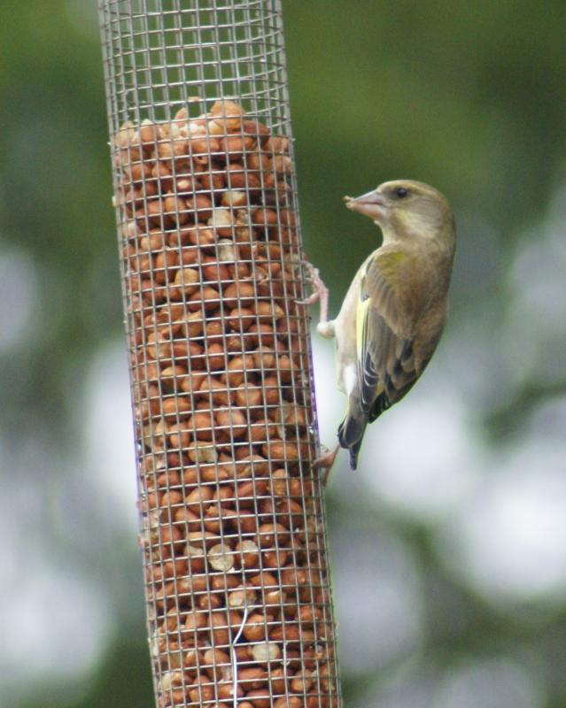 randomGreenfinch