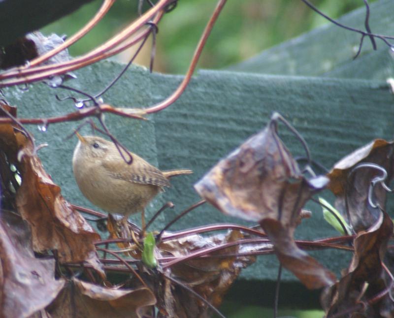 randomWren