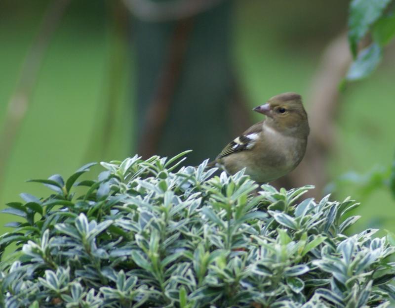 randomGreenfinch