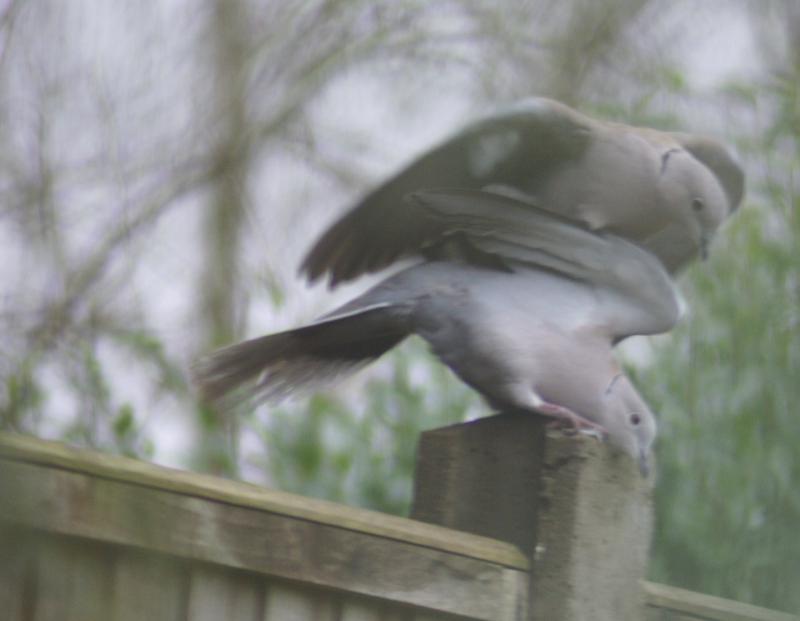 randomEurasian Collared Dove