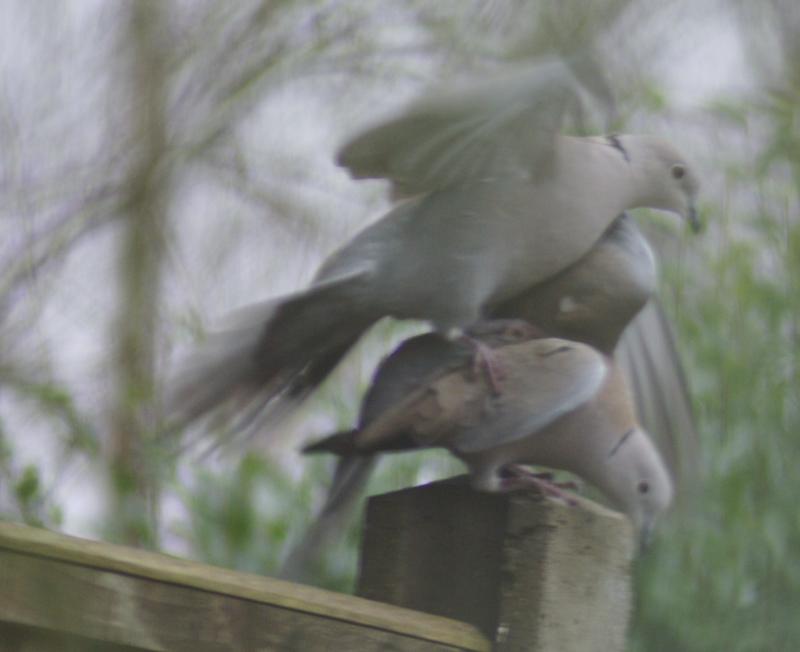 randomEurasian Collared Dove