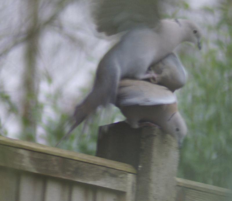 randomEurasian Collared Dove