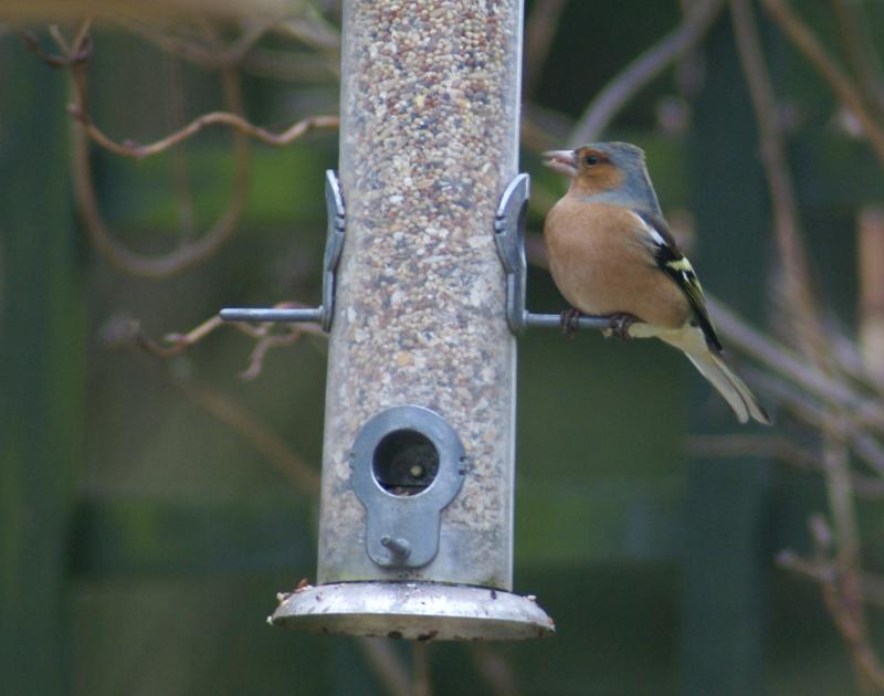 randomChaffinch