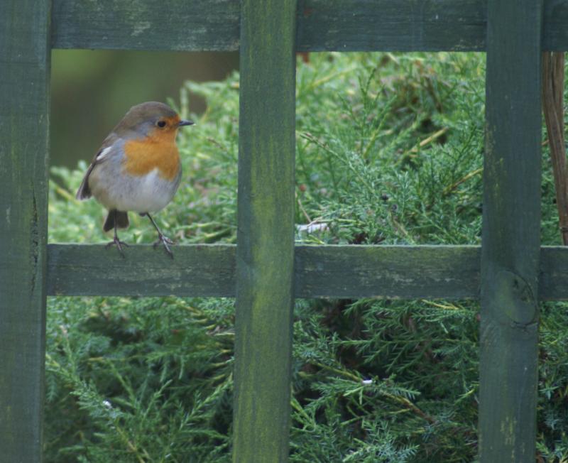 randomEuropean Robin