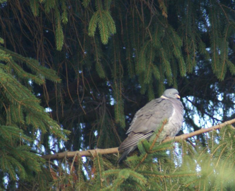 randomWood Pigeon