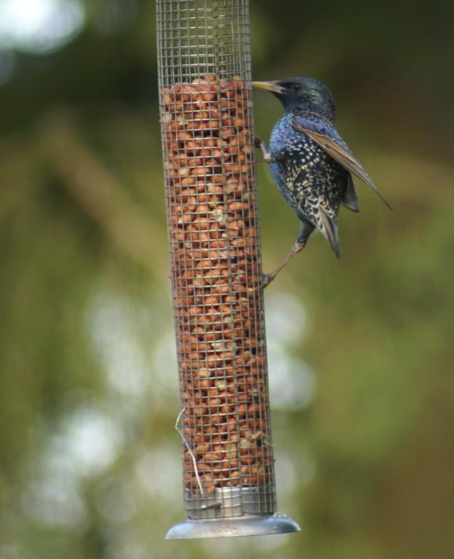 randomEuropean Starling