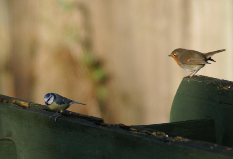 randomBlue Tit