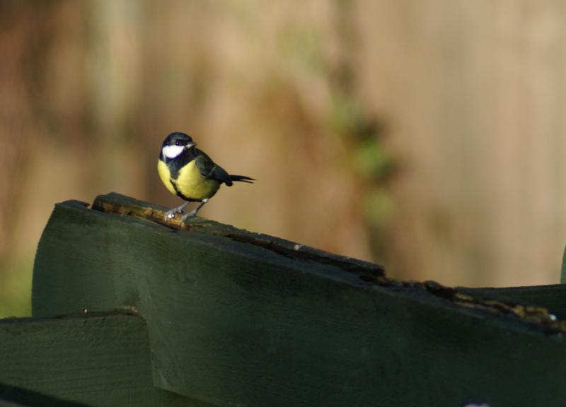 randomGreat Tit