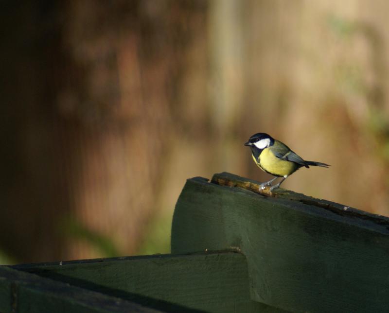 randomGreat Tit