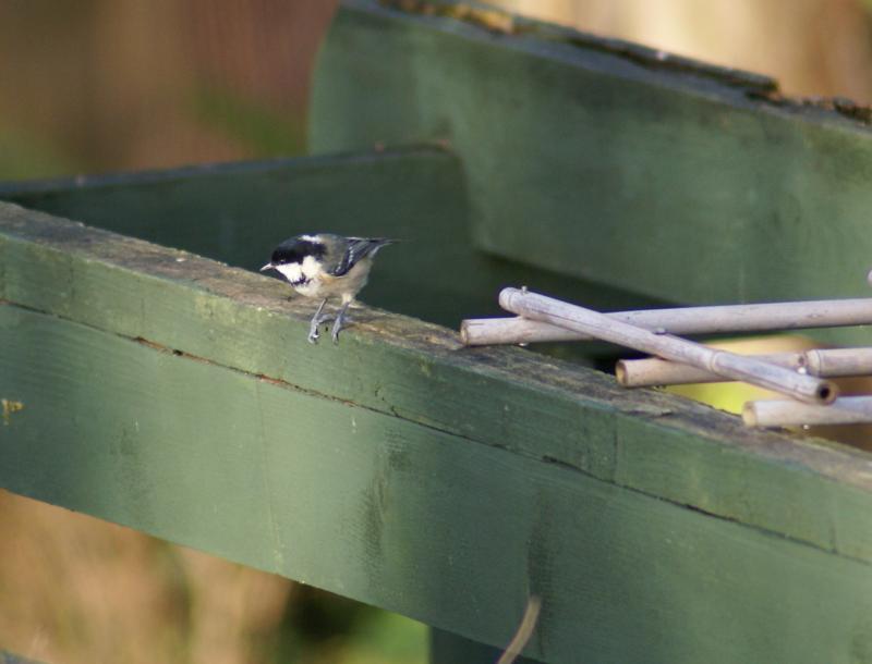 randomCoal Tit
