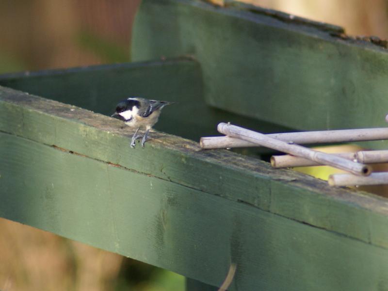 randomCoal Tit
