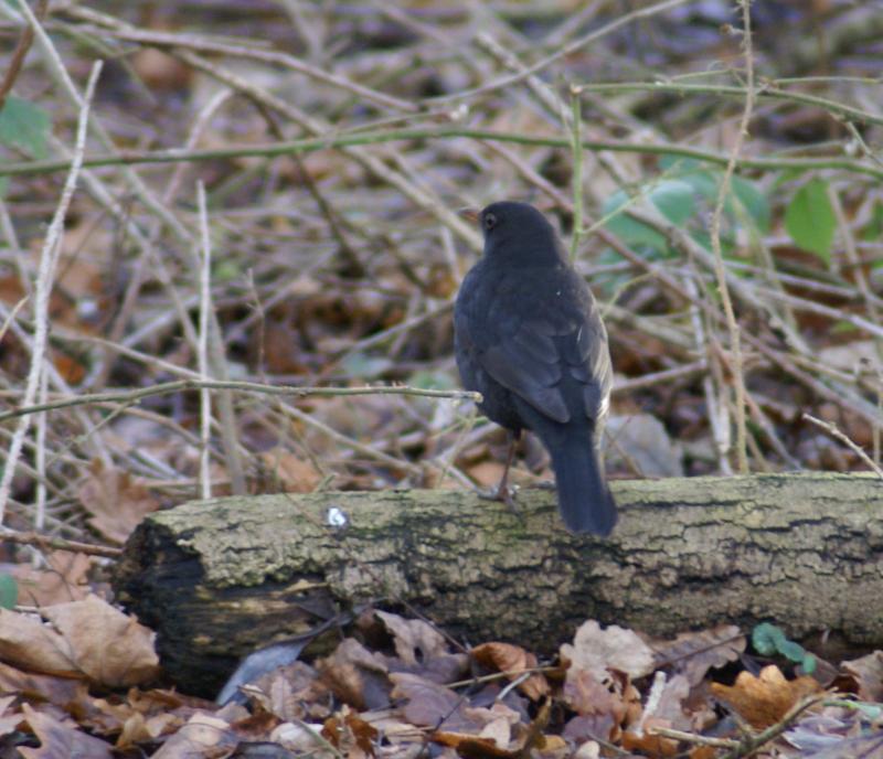 randomBlackbird