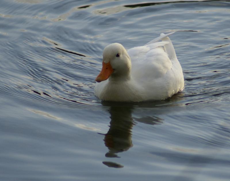 randomPekin Duck