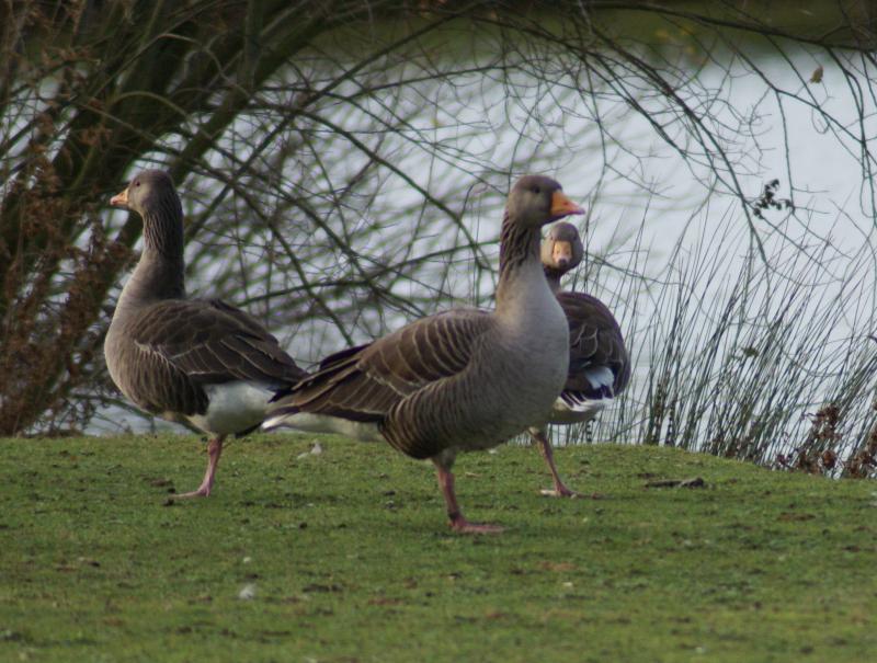 randomGreylag Goose