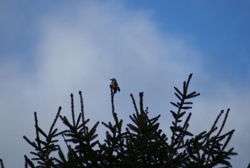 randomGreater Spotted Woodpecker