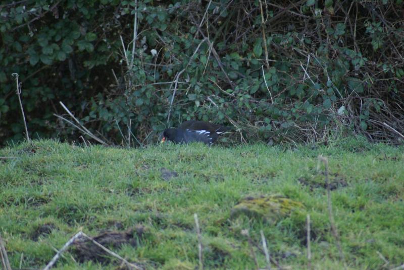 randomCommon Moorhen
