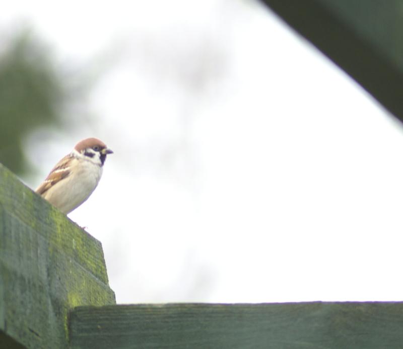 randomEurasian Tree Sparrow