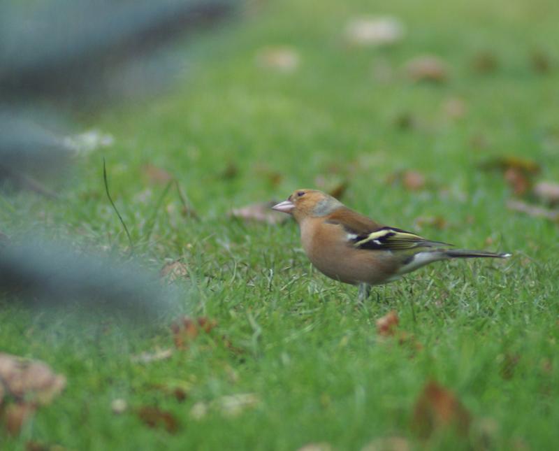 randomChaffinch