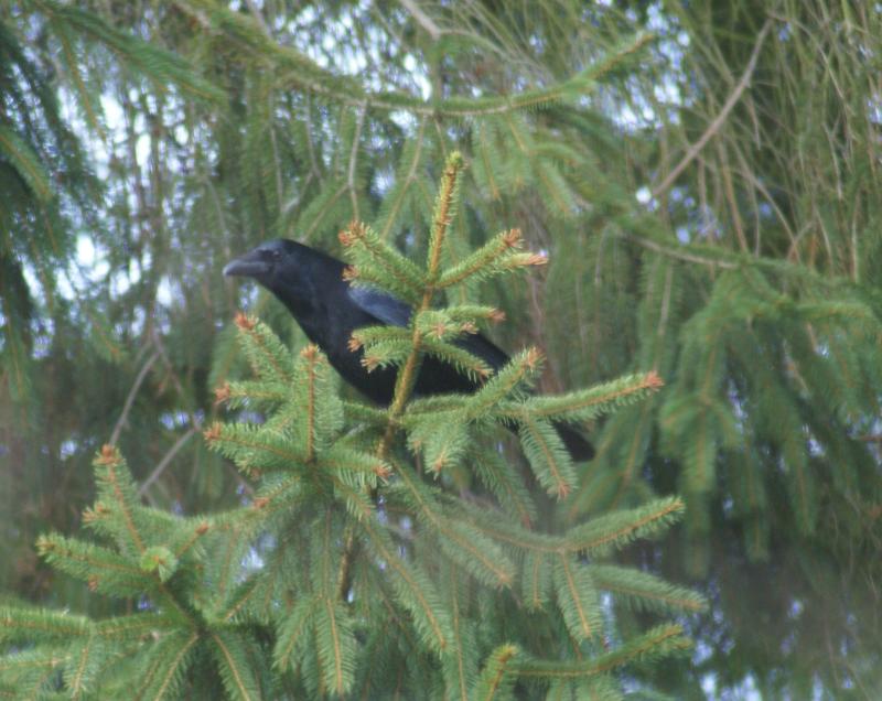 randomCarrion Crow