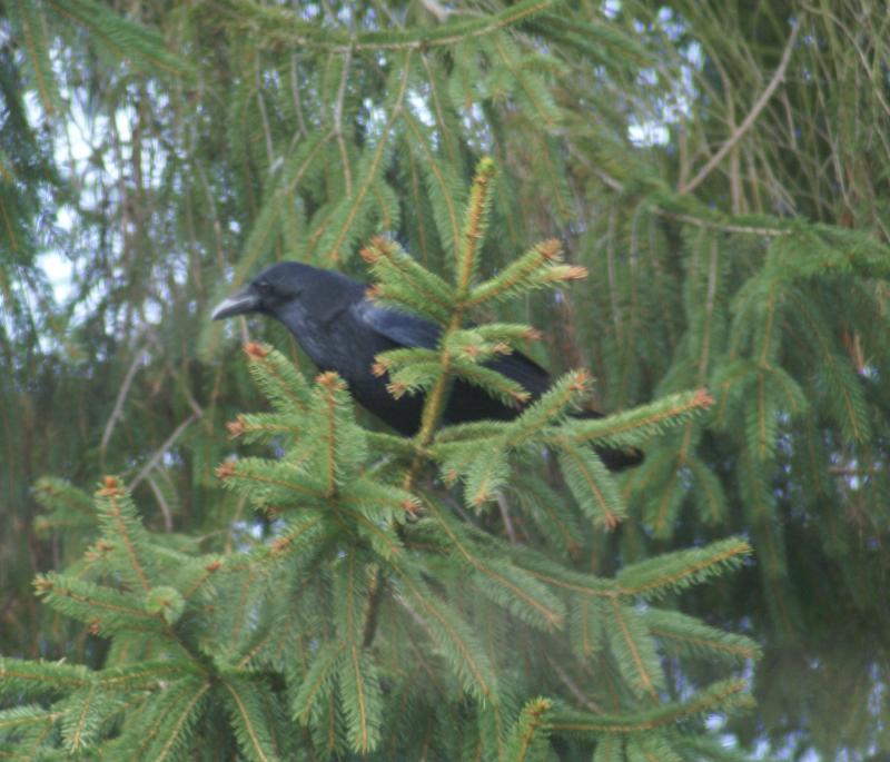 randomCarrion Crow