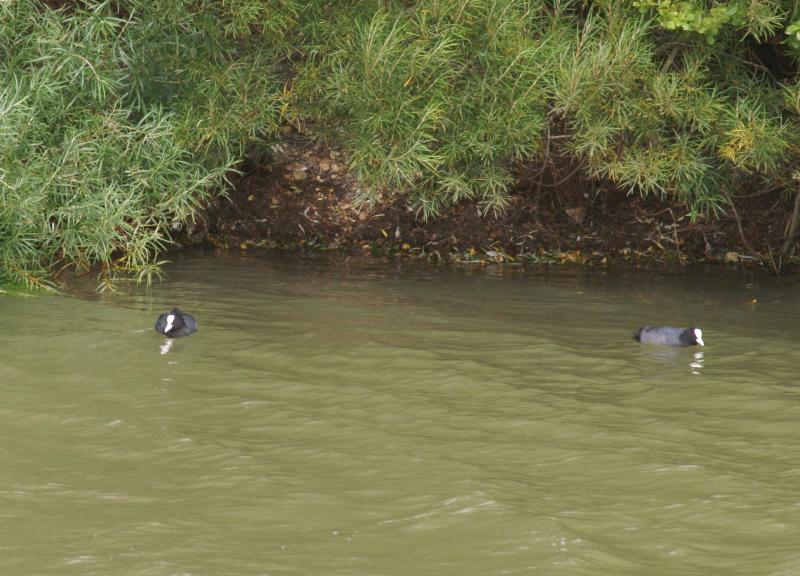 randomEurasian Coot