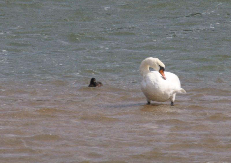 randomTufted Duck