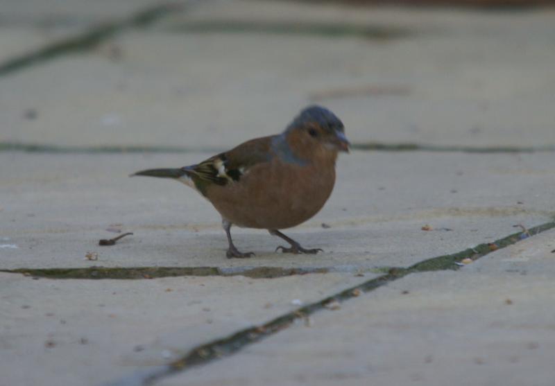 randomChaffinch