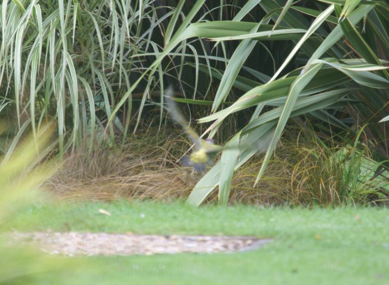 randomGreen Woodpecker