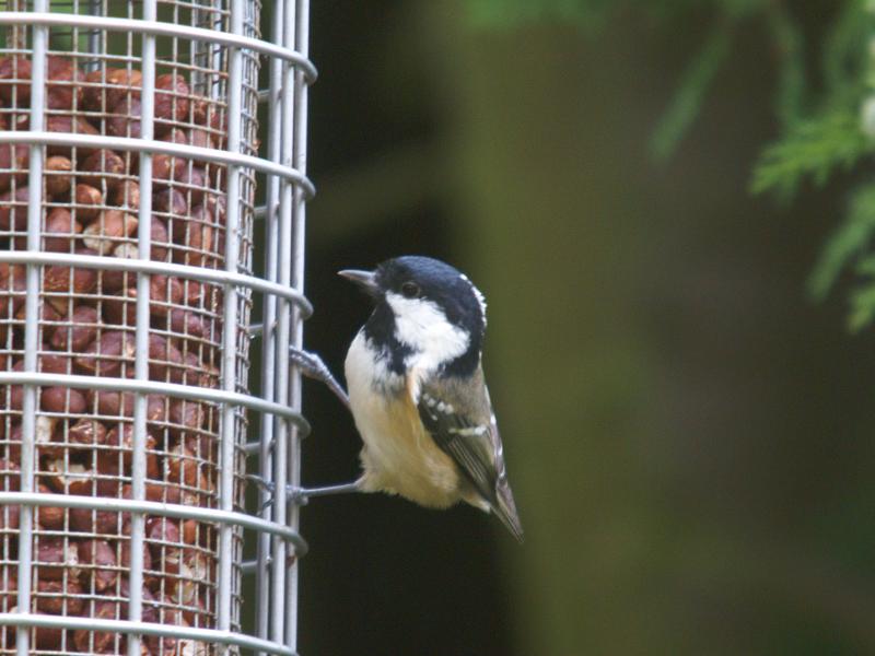 randomCoal Tit