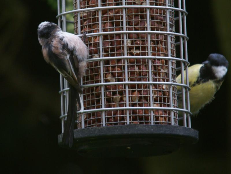 randomGreat Tit
