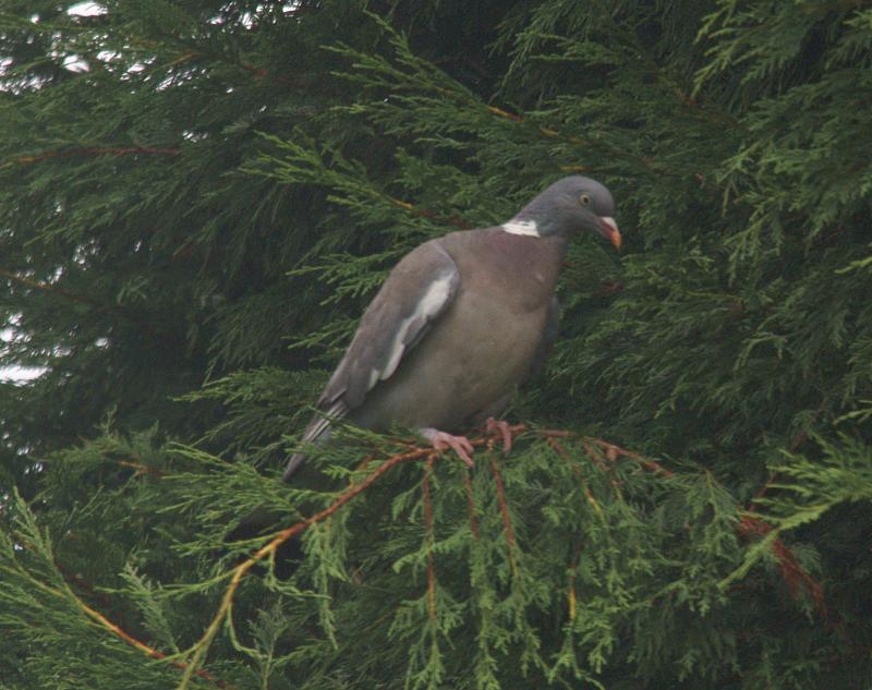 randomWood Pigeon