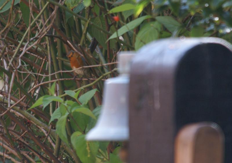 randomEuropean Robin