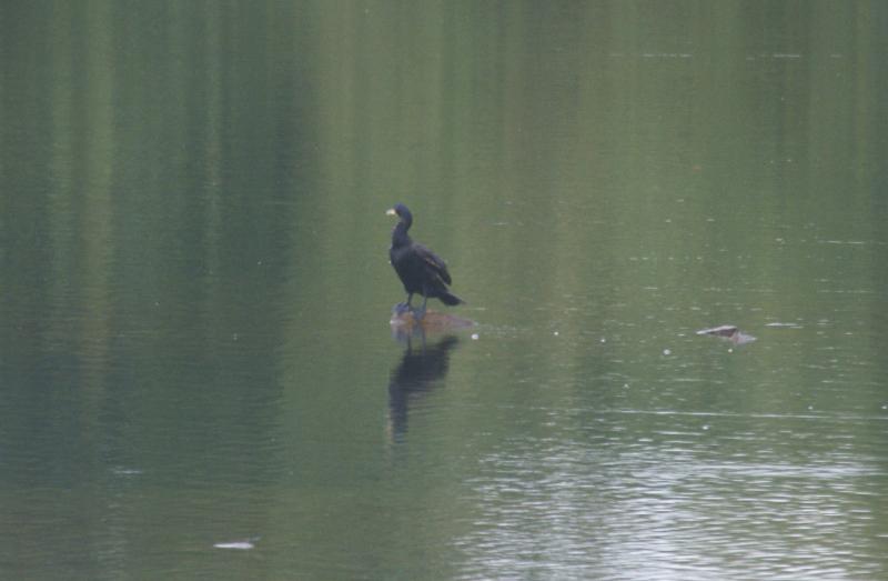 randomGreat Cormorant