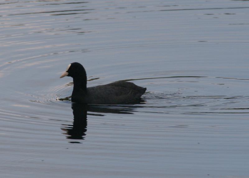 randomEurasian Coot