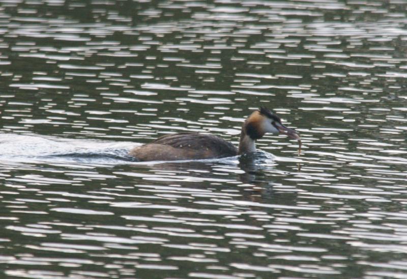 randomGreat Crested Grebe