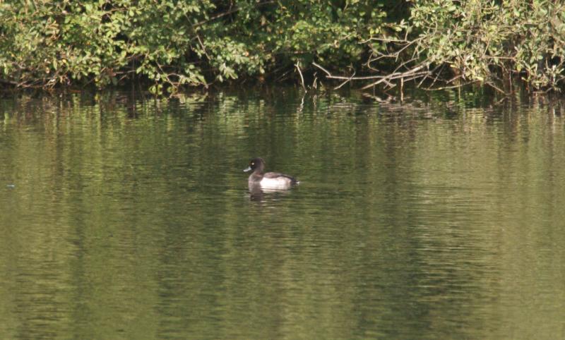 randomTufted Duck