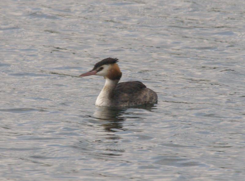 randomGreat Crested Grebe