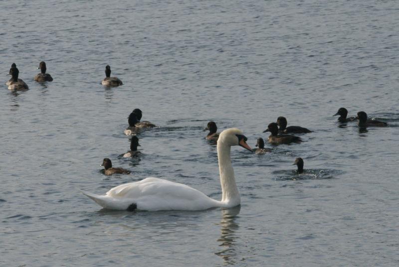 randomTufted Duck
