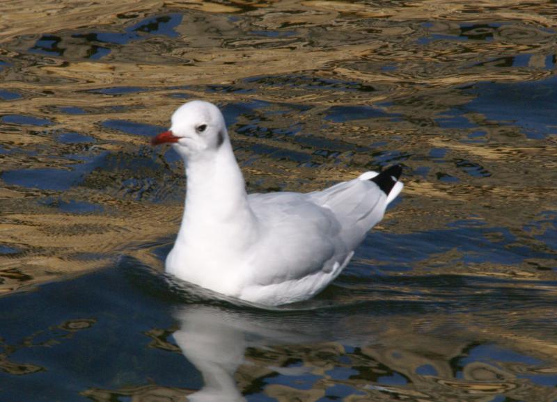 randomCommon Gull